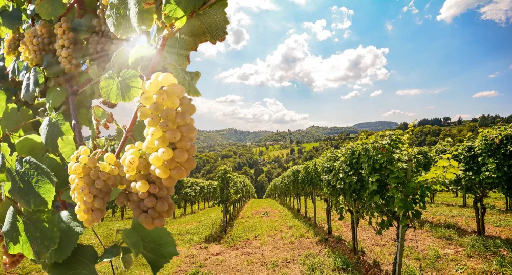 Vignoble à Saché