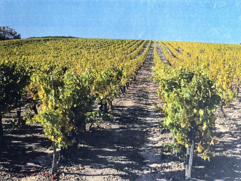 vignoble